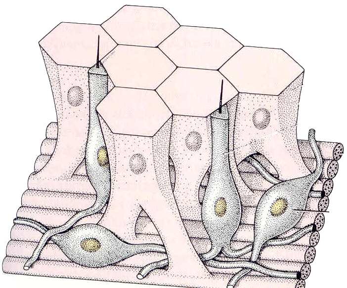 Cnidaria - stavba ektodermu jednovrstevný epitel z myoepiteliálních buněk (primitivní podélná svalovina) buňky: smyslové s bičíkatým senzorem nervové - difuzní síť žahavé - 30 typů,