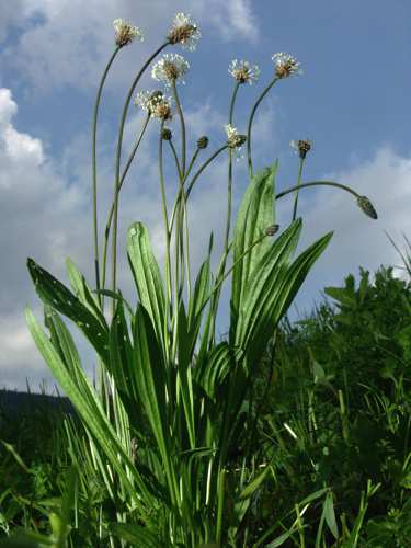 Plantago lanceolata -Jitrocel kopinatý poskytuje dieteticky hodnotnou píci, na začátku květu je jeho stravitelnost až 73%, významné jsou také jeho léčivé účinky - působí antibakteriálně,