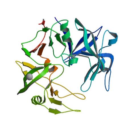 Obrázek 3: 3D struktura sekretované aspartanové proteinázy (Sap) 3 z Candida albicans. Zdroj: http://pdb.rcsb.org 2.