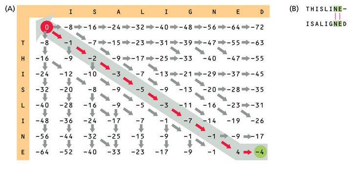 Obrázek 11: Optimální zarovnání algoritmem Needleman Wunsch při ohodnocení mezer d = -8. Převzato a upraveno z [43]. 3.