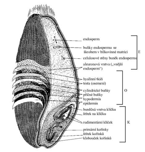 UTB ve Zlíně, Fakulta technologická 15 1.2 Jednotlivé druhy obilovin Obrázek 1 Anatomická stavba obilného zrna [8] 1.2.1 Pšenice Pšenice je členem skupiny obilovin Triticeae a bezesporu je jednou z hlavních potravinářských plodin světa a základem lidské výživy na celé Zemi.