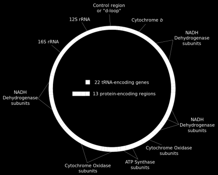 informací mtdna se sestává pouze z 37 genů, které kódují 13 proteinů. Ty jsou využitelné pouze v mitochondriích v komplexu oxidativní fosforylace. Z těchto 37 genů (Obr.