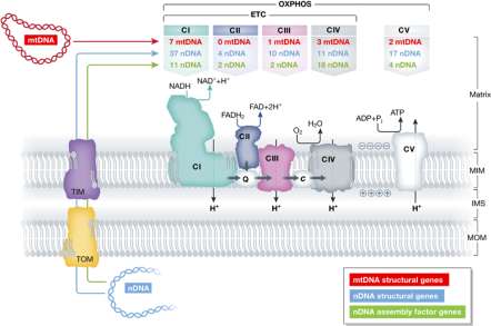 2.4.1 Komplex oxidativní fosforylace Mitochondriální onemocnění způsobená poruchami tohoto komplexu jsou hlavním tématem mé práce.