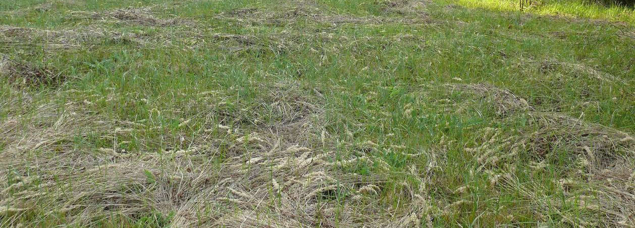 Foto: Jaromír Maštera Foto 5: Velká tůň nad Rančířovský Okrouhlíkem v době velkého vedra a sucha