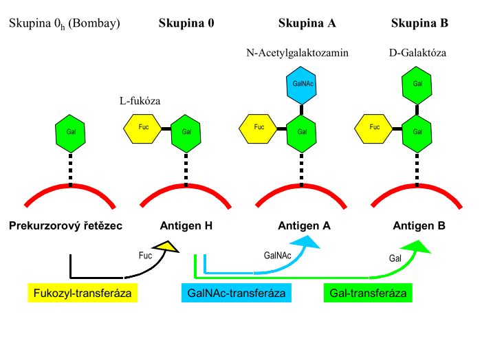 3.1. ABO systém a H systém V roce 1901Karl Landsteiner popsal tři krevní skupiny A, B a C (později označeny A, B, 0), pozoroval malou skupinu lidí, a proto se mu nepodařilo zachytit čtvrtou krevní