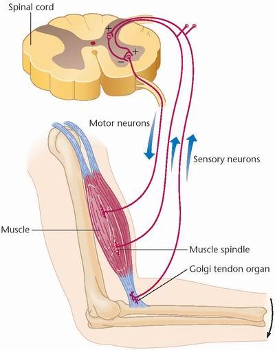 Dělení proprioceptorů Ke kloubní propriocepci přispívají receptory čtyř typů: Mechanoreceptory I. a II. typu se nacházejí v kloubním pouzdře, II.