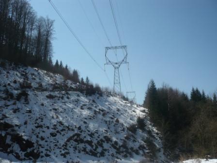 Vyskytuje se zde převáţně bříza, smrk a borovice.