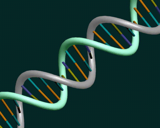 UTB ve Zlíně, Fakulta aplikované informatiky, 2011 34 8 DNA Struktura DNA je geneticky daná a odlišná u všech lidí pouze s výjimkou jednovaječných dvojčat. DNA je po celý život neměnná.