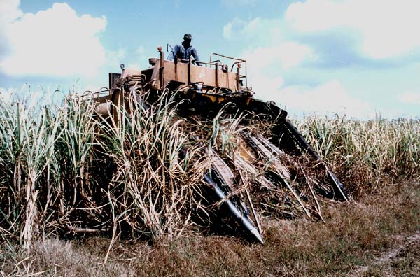 Cukrová třtina Mexiko vyváží málo, obrovská domácí spotřeba (na obyvatele nejvíce na světě 45 kg / rok), po vzniku NAFTA roste produkce na vývoz do USA Belize 50 % obdělané půdy, na výrobě cukru