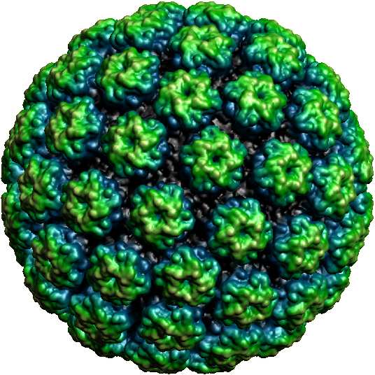 1. Úvod Papilomaviry, patřící do čeledi Papillomaviridae, jsou to malé DNA viry, napadající epitely různých částí těla savců a ptáků.