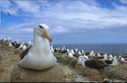 Tučňáci (Sphenisciformes) tučňák císařský (Aptenodytes forsteri) Trubkonosí (Procellariiformes) albatrosovití (Diomedeidae) 14 d. buřňákovití (Procellariidae) 70 d.