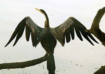 fregatka obecná (Fregata minor) anhinga americká