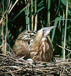 v. stříbřitá (Egretta garzetta) > v. bílá (Egretta alba) v.