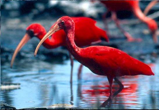 nesyt lesní (Mycteria americana) čáp jabiru