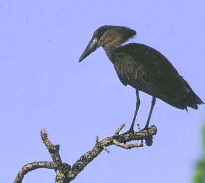 ibis hnědý (Plegadis falcinellus) kolpík bílý Platalea leucorodia