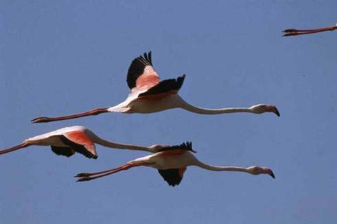 Plameňáci (Phoenicopteriformes) plameňákovití