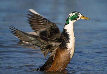 morčák velký (Mergus merganser) hohol severní (Bucephala clangula) morčák prostřední