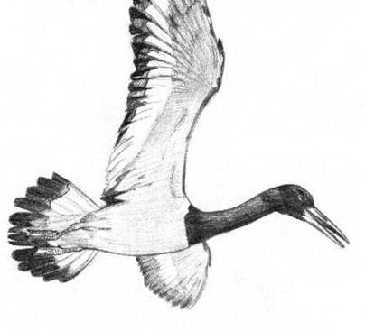 del Hoyo, J., Elliott, A. & Sargatal, J. (1992 2003) : Handbook of the birds of the world (díly 1 8).