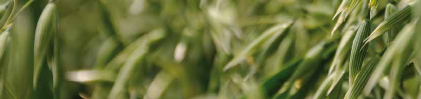 tritikale / OVES SOMTRI tritikale jarní Polopozdní odrůda tritikale jarního Somtri je středně vysokého až vysokého vzrůstu. Tvoří velmi vysoký výnos zrna.