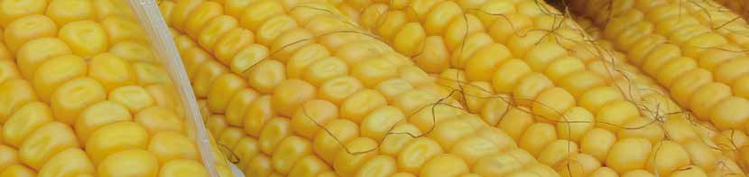 kukurice maïsadour PŘEHLED HYBRIDŮ KUKUŘICE MAÏSADOUR Hybrid Registrace FAO s/z Typ zrna Směr využití Rajonizace (výrobní oblast) Optimální výsevek (tisíc zrn/ha) Způsob dozrávání rostliny popis N N