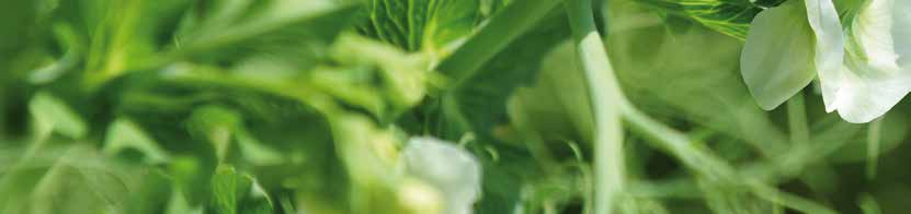Luskoviny PROPHET Hrách zelenosemenný Středně raná zelenosemenná odrůda typu semi-leafless (úponkatá). Odrůda se středním až rychlým počátečním růstem.