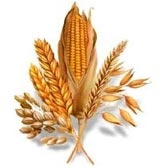 ÚVOD Kukuřice pšenice rýže - ječmen Obiloviny: potrava, krmivo, průmyslní výroba Klimatické změny: poptávka po odolnějších odrůdách Klasické šlechtění: časová náročnost Genové inženýrství: rychlejší,