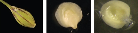 PROVEDENÍ: Transformace pomocí A. tumefaciens 2. Transformace ječmene Sterilizace zrn ječmene hypochloridem. Izolace nezralých embryí (velikost embrya 1.