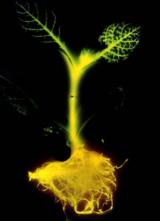 REPORTÉROVÉ GENY Luciferáza (LUC) Enzymy podílející se na bioluminiscenci Pro transformaci rostlin: geneticky upravená luciferáza světlušky (LUC, produkuje jasnější světlo než přirozená forma