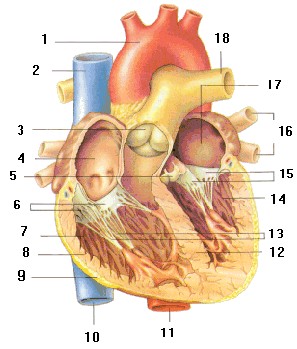 Obr. 2 Přední strana srdce (Aschermann et al., 2004) Obr.