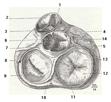 Obr. 5 Srdeční chlopně (Borovanský et al.