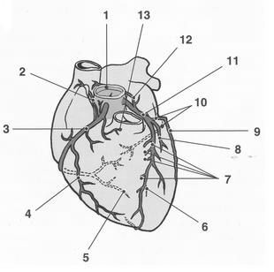 Obr. 6 Tepenné zásobení srdce (Aschermann et al.