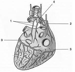1.4.3 Lymfatické cévy Lymfatické cévy (Obr. 8) srdce tvoří tři pleteně: subendokardiální, intramyokardiální a subepikardiální.