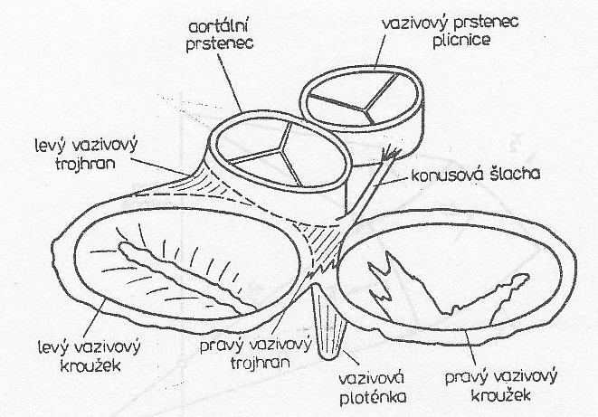 pomáhá udržovat tvar srdce při jeho pohybech (Aschermann et al.