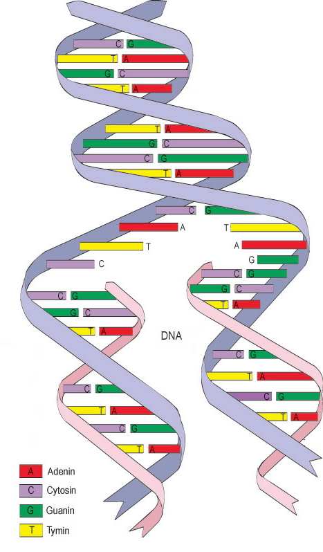 UTB ve Zlíně, Fakulta aplikované informatiky, 2007 47 Ze všech doposud známých metod je právě RFLP, která na konkrétním úseku DNA dokáže nalézt nejvyšší počet variací nukleotidů.
