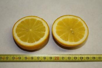 Nabídka citrusových rostlin Citrus limon "LIMONE VARIEGATO" (L.) Burm - Poncirus Plod: citron Podnož: Poncirus trifoliata (L.) Raf. Bíle panašovaný citroník.