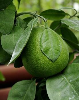 Citrus aurantifolia "WEST INDIAN"(Christm.) Swing. -Citrumelo Mexický lajm neboli West Indian KYSELÁ LIMETKA Často se zaměňuje za Citrus limetta, který má bezkyselinné až sladké plody.
