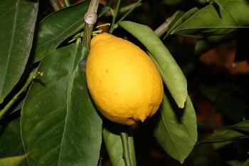 Citrus sinensis "TAROCCO" (L.) Osbeck - Citrumelo Plod: pomeranč Krvavá odrůda, vznikla z kultivaru 'Sanguigno Semplice'.Tvoří asi pětinu italské produkce pomerančů na Sicílii.