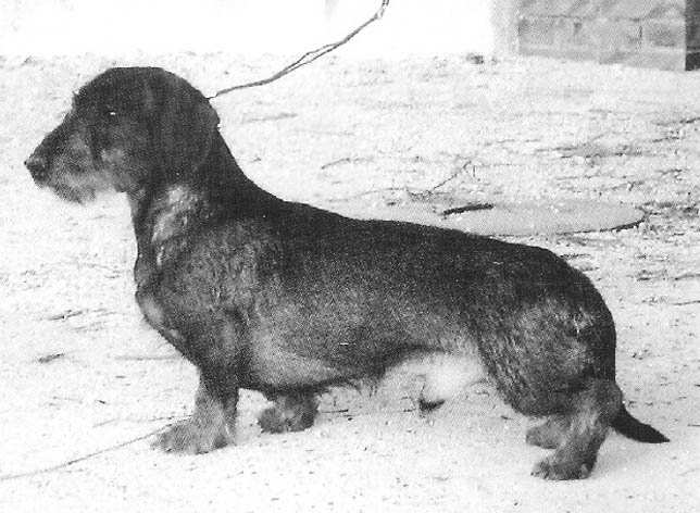 mezitída LOVELY BOY della Val Vezzeno V1 t. otevená AZSTRIK Q-Rrens vom Hungary V1, r. CACS t. pracovní Protsionus CARAMBOL V1, CACS, CACIB, Svtový vítz 2011, BOB t. šampion KARTON v.d. Vliegende Kiep V1, r.