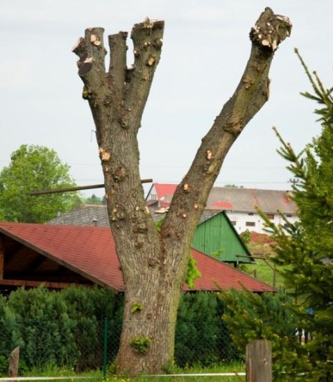 Obr. č. 5 Sesazovací řez proveden na dřevině rodu salix spp.