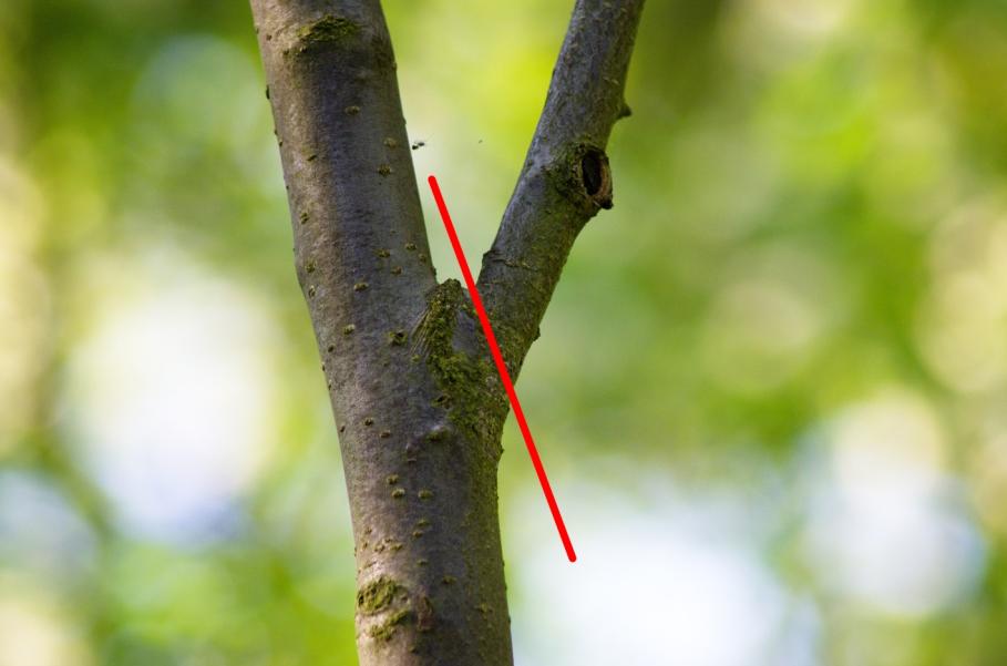 Obr. č. 8 Vedení řezu kodominantního větvení (foto autor) 3.3.2.3 Řez tlakového větvení Tlakové větvení vzniká v důsledku malého odklonu mezi větví a kmenem nebo mezi větvemi.