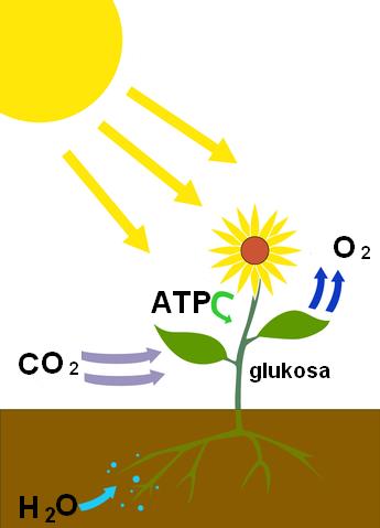 Fotosynthesa
