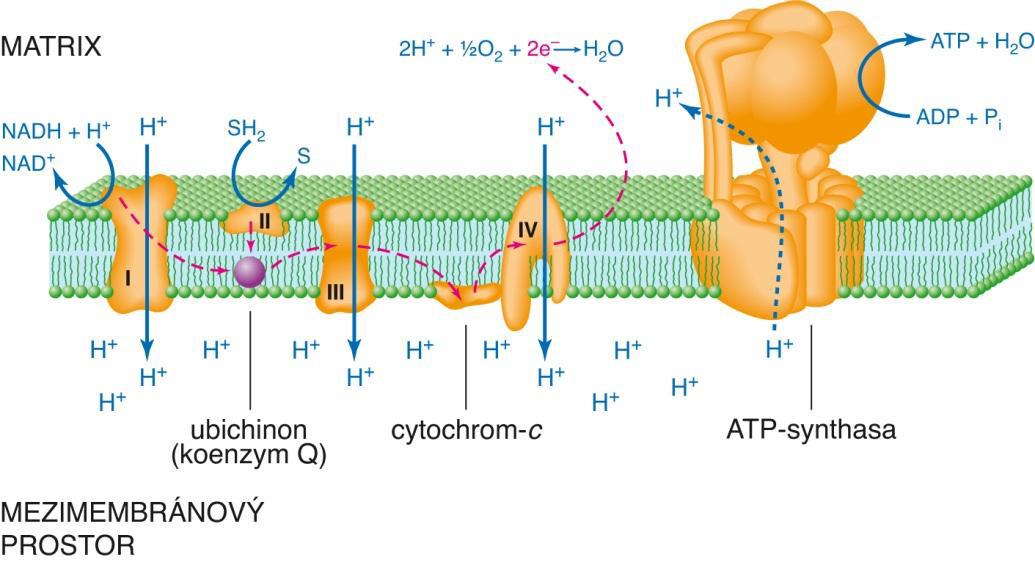 Mitochondriální