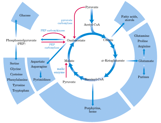Centrální cyklus anabolickou, která