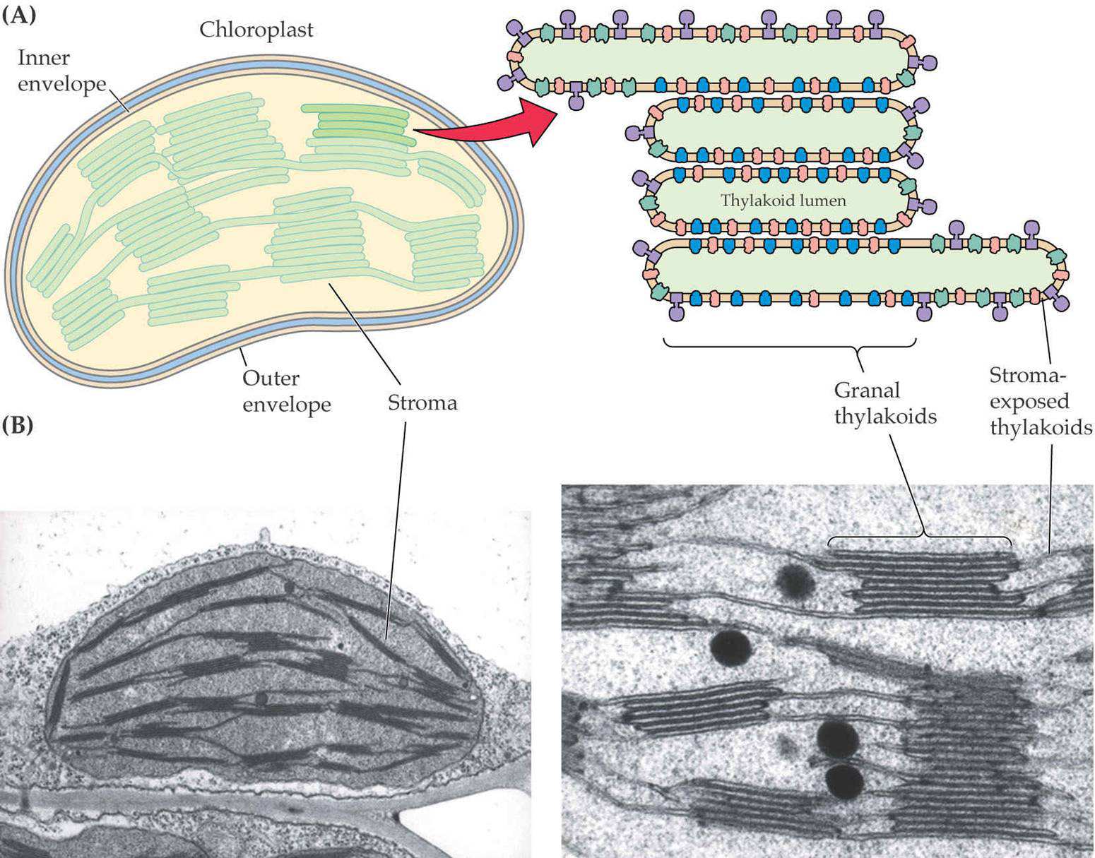 Chloroplast -