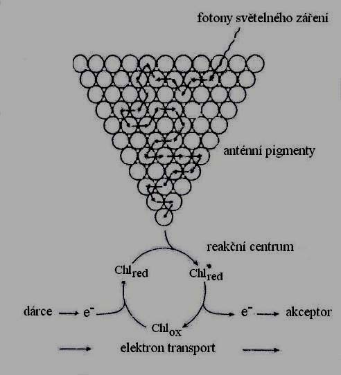 Model zachycovacího centra fotosystémů I a II Dopadající fotony jsou zachyceny anténními pigmenty a předávány
