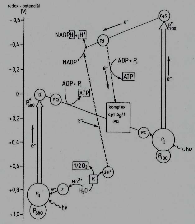 Z-schéma transportu elektronů mezi fotosystémy II a I (dle Vodrážky 1993, upraveno) Použité zkratky: P680 a P700 - reakční centra fotosystémů s terminálními pigmenty, Q a FeS - primární
