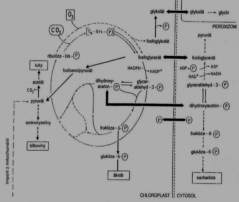 Calvinův cyklus a metabilizmus buňky