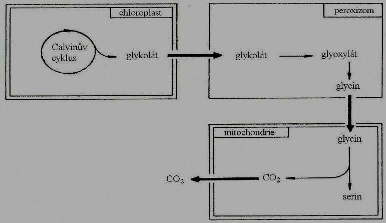 Fotorespirace u C3-rostlin Schéma