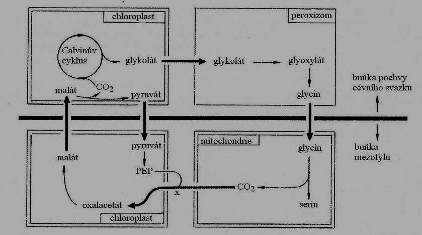 Fotorespirace u C4-rostlin Schéma fotorespirace u C4-rostlin