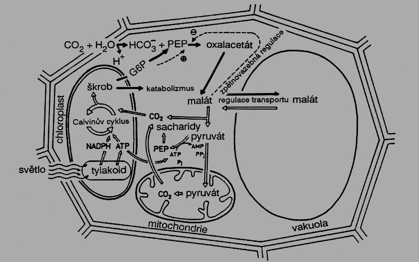 CAM syndrom (denní cyklus organických kyselin u sukulentů) Fotosyntetický metabolizmus rostlin CAM.
